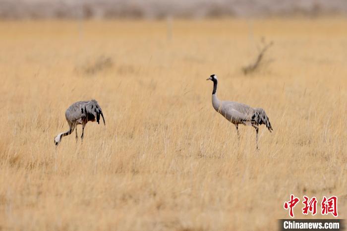 圖為灰鶴在青海海西蒙古族藏族自治州都蘭縣巴隆地區(qū)“閑庭漫步”?！?松太加 攝