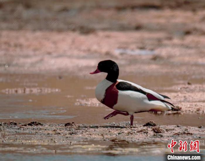 圖為翹鼻麻鴨?！」Π栽?攝