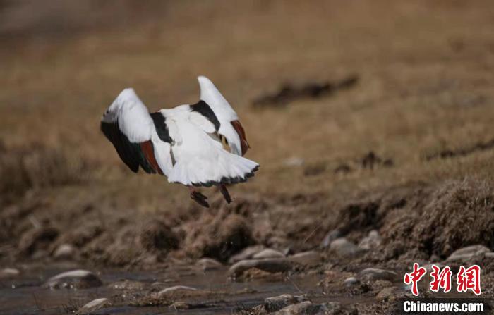 圖為翹鼻麻鴨。　功霸扎西 攝