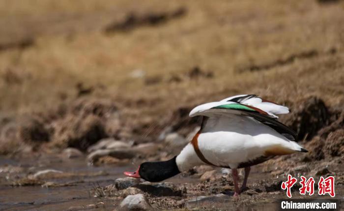 圖為翹鼻麻鴨?！」Π栽?攝