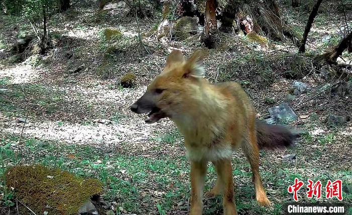 青?；ブ鄙搅謪^(qū)首次記錄到豺活動影像