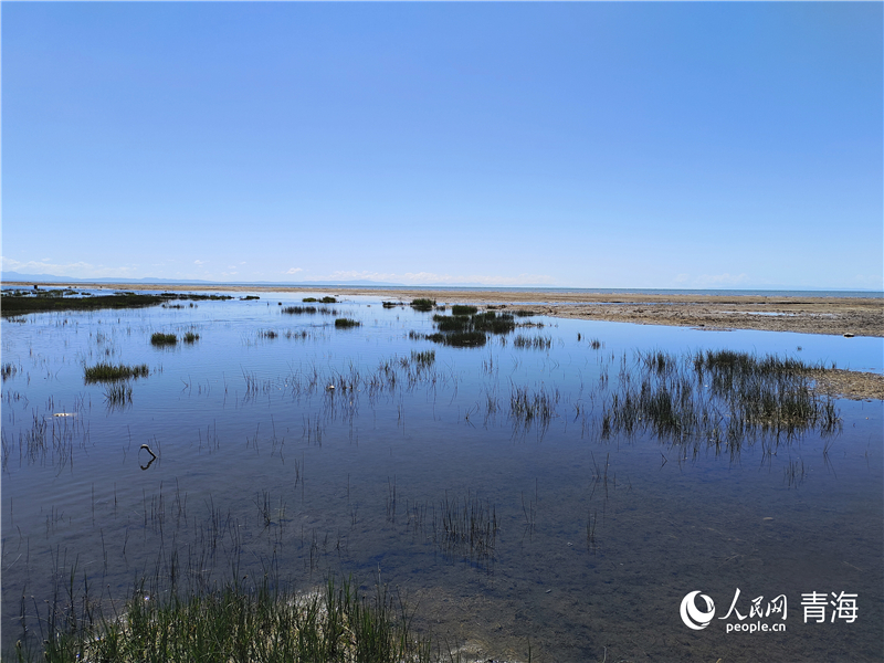  青海湖仙女灣。人民網(wǎng) 張莉萍攝