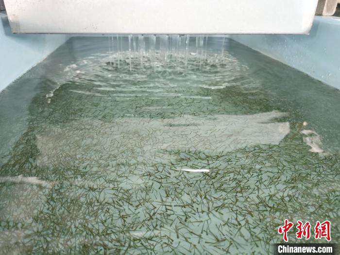 圖為正在育苗?！?zhí)砀?攝