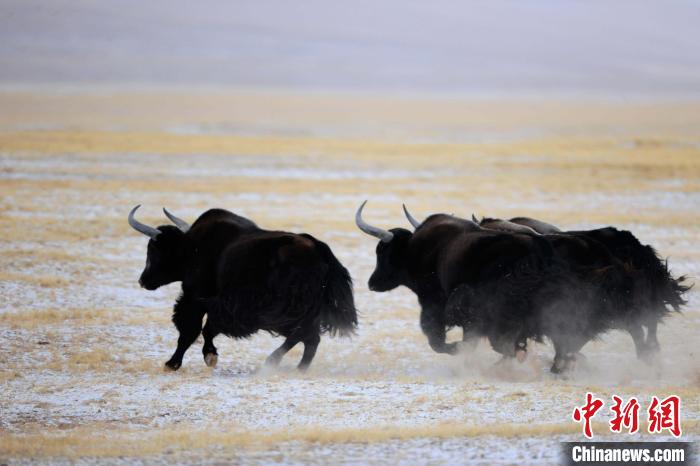 牦牛如何適應(yīng)低氧環(huán)境？中科院團(tuán)隊(duì)發(fā)現(xiàn)牦牛特有肺內(nèi)皮細(xì)胞起作用