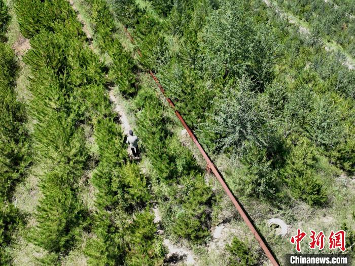 航拍建行青海省分行綠化區(qū)施工隊(duì)隊(duì)長盧占祥正在巡護(hù)綠化區(qū)?！∑钤鲚?攝