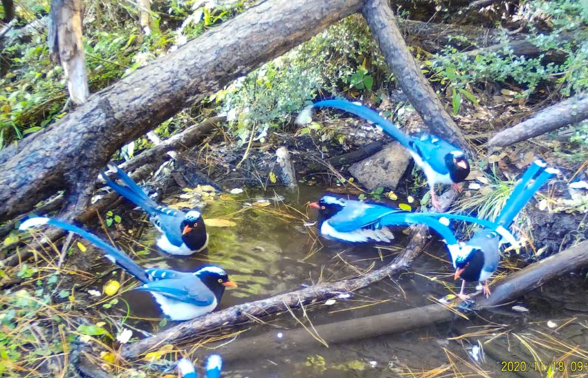 紅嘴藍(lán)鵲。涼山州委宣傳部供圖