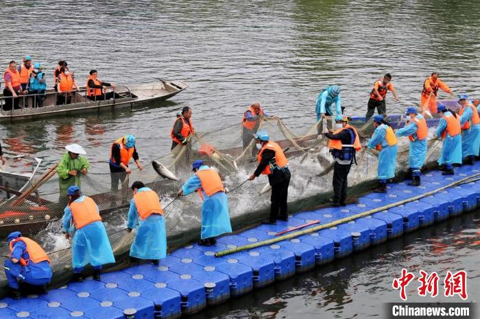 捕撈現(xiàn)場。　主辦方供圖