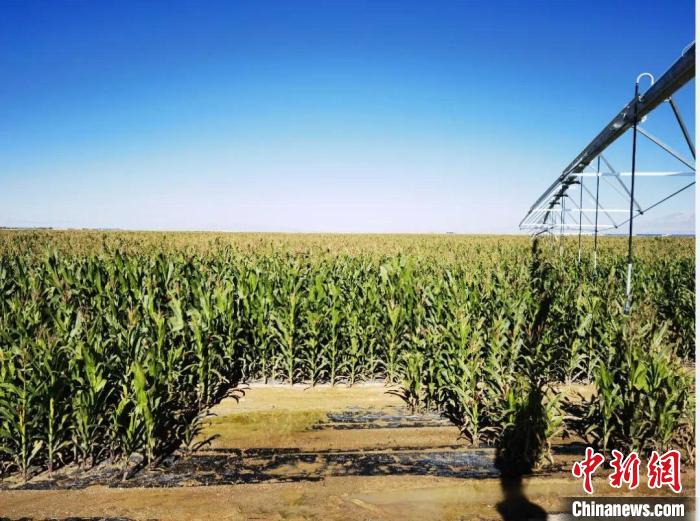 青?！凹Z改飼”項目收儲飼草44萬余噸