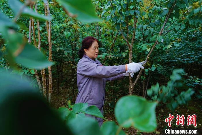 圖為張錦梅修剪丁香枝干?！●R銘言 攝