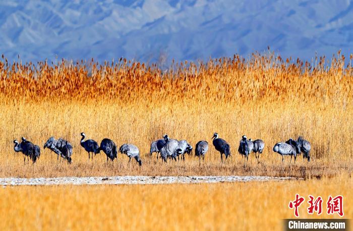圖為可魯克湖野生水鳥覓食?！〉铝罟形麄鞑抗﹫D