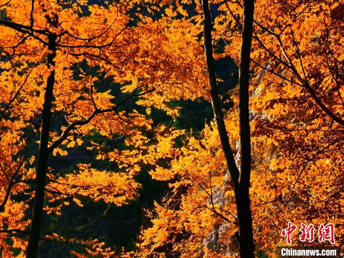 秋意濃?！≈炱桨?攝