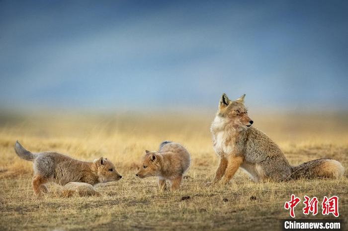 圖為焦生福的作品《居安思?！贰！∏嗪Ｊ∑钸B山自然保護(hù)協(xié)會(huì)供圖