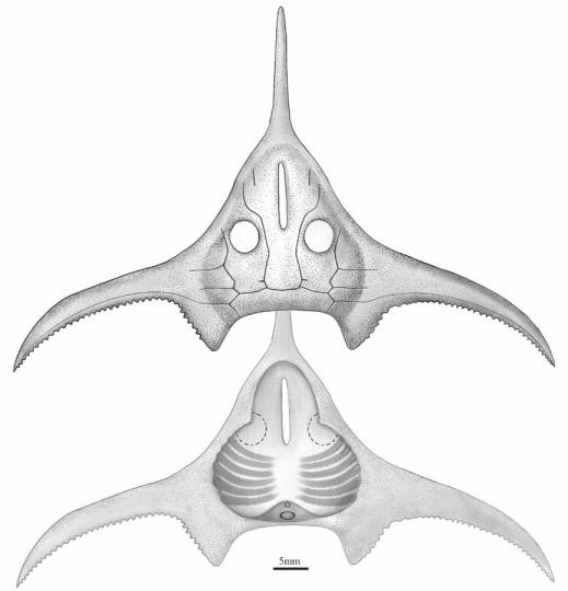 玉海翼角魚復(fù)原圖?！」ぢ?繪圖 攝