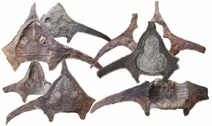 玉海翼角魚化石照片?！∩w志琨 攝