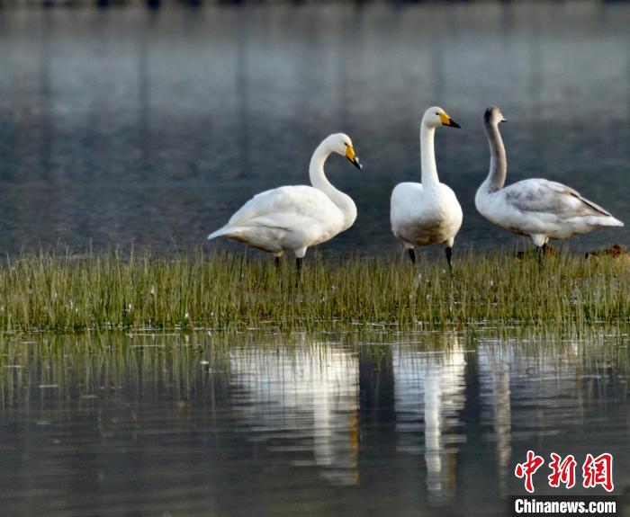 圖為三只大天鵝?！±钣穹?攝