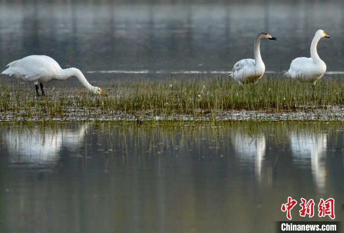 圖為三只大天鵝在黃河灘地嬉戲。　李玉峰 攝
