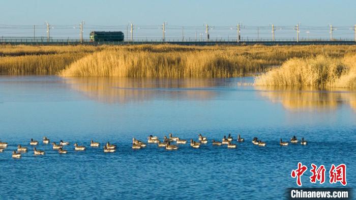 圖為多種野生鳥類在湖中游蕩?！『螁⒔?攝
