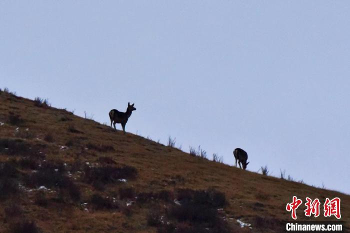 圖為馬鹿在山坡上覓食?！〔湃?攝