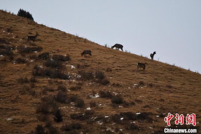 圖為馬鹿群在山坡上覓食?！〔湃?攝