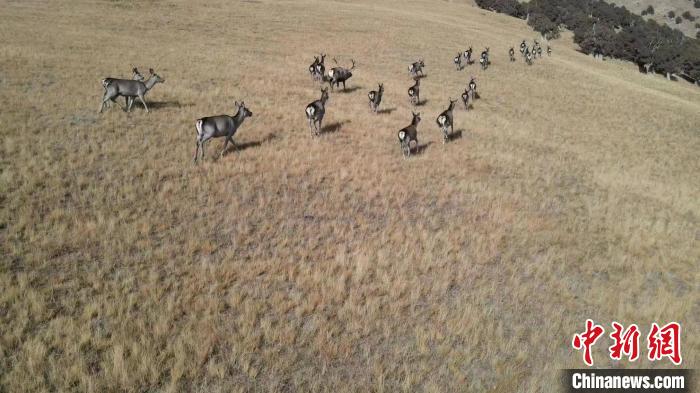 圖為馬鹿群在草地中漫步?！〔湃?攝