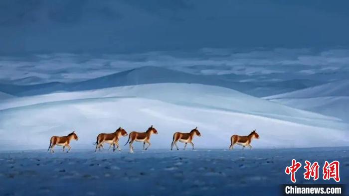 青海3名攝影師榮獲中國自然攝影界“奧斯卡”大獎(jiǎng)