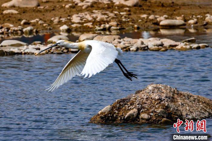 圖為準(zhǔn)備飛翔的白琵鷺。　嚴(yán)桉 攝