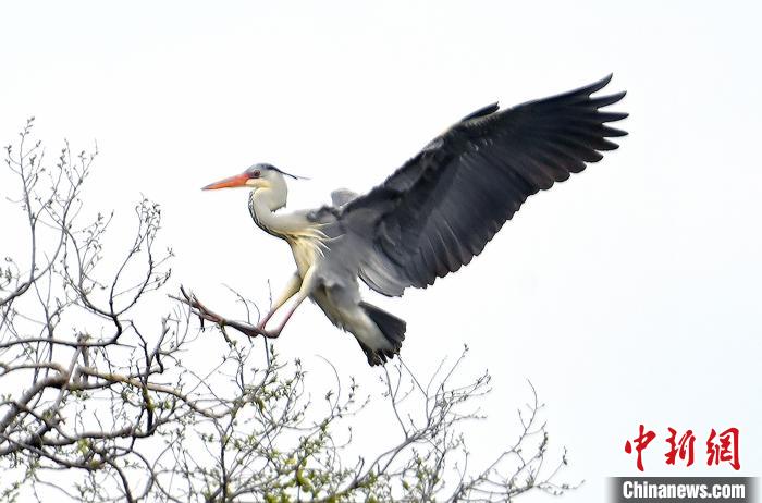 蒼鷺在覓食嬉戲。　安源 攝