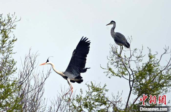 蒼鷺在覓食嬉戲?！“苍?攝
