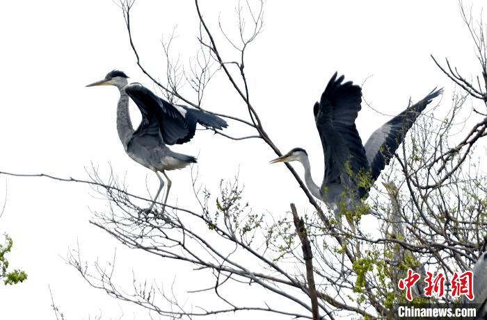 蒼鷺在覓食嬉戲?！“苍?攝