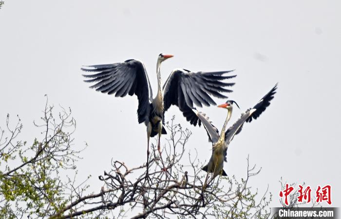 蒼鷺在覓食嬉戲。　安源 攝