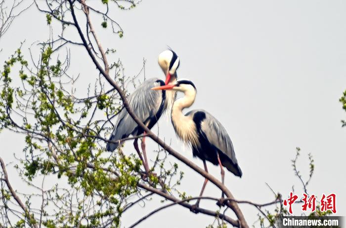蒼鷺在覓食嬉戲。　安源 攝