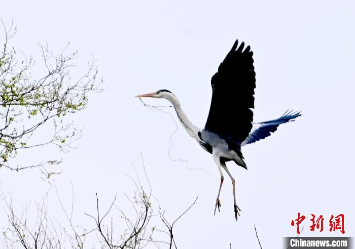 蒼鷺在覓食嬉戲?！“苍?攝