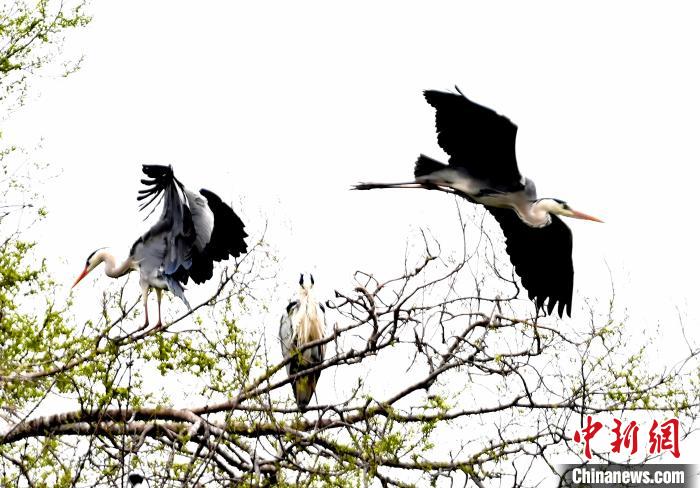 蒼鷺在覓食嬉戲?！“苍?攝