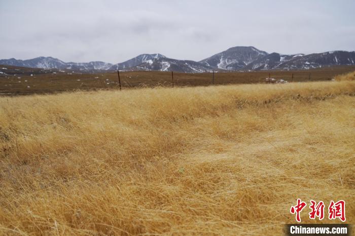 圖為青海省海西蒙古族藏族自治州天峻縣木里礦區(qū)草木茂盛?！●R銘言 攝