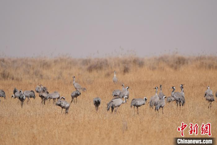 圖為草原上棲息的灰鶴?！∠葘m 攝
