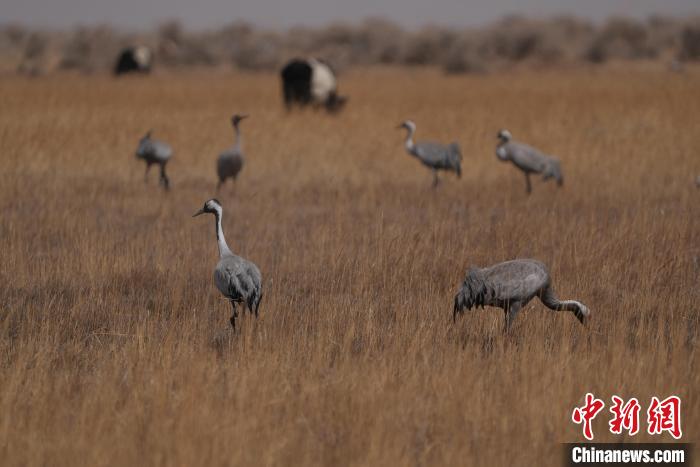 圖為灰鶴?！∠葘m 攝