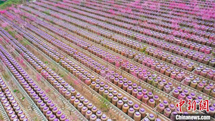 灼灼桃花惹人醉?！㈡?攝