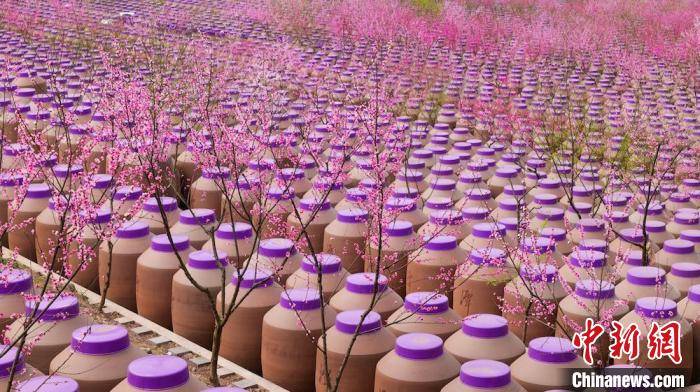 桃花和酒壇相映成趣。　易銘 攝