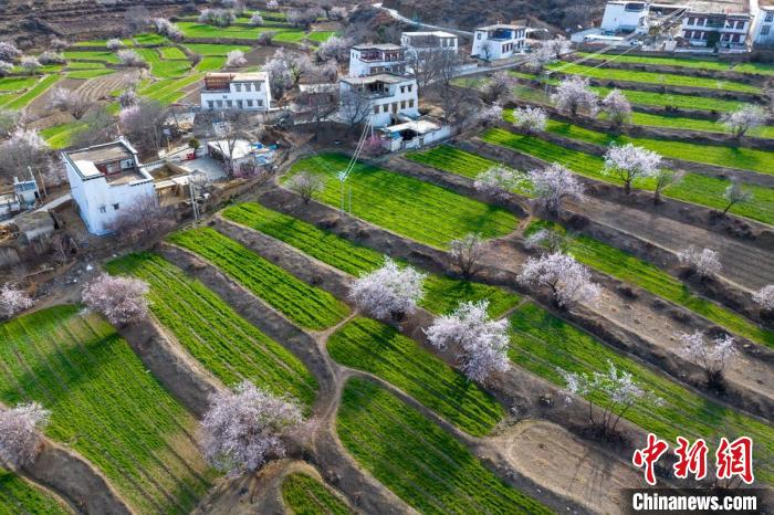 白松鎮(zhèn)層層麥田綠意盎然，與桃林構(gòu)成一幅美麗的鄉(xiāng)村畫卷。　劉忠俊 攝