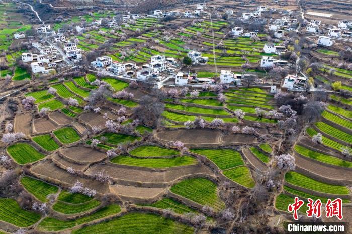 白松鎮(zhèn)桃花林中的白藏房?！⒅铱?攝