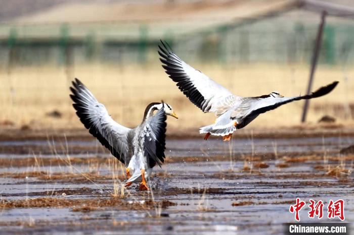 圖為斑頭雁嬉戲飛翔。　包雷 攝