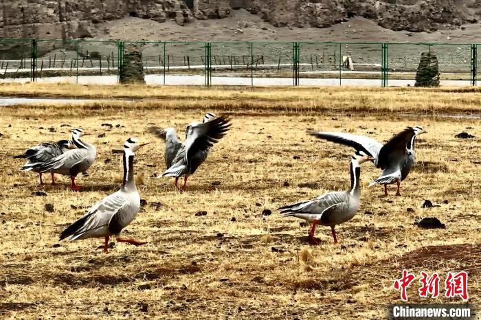 圖為斑頭雁?！“?攝