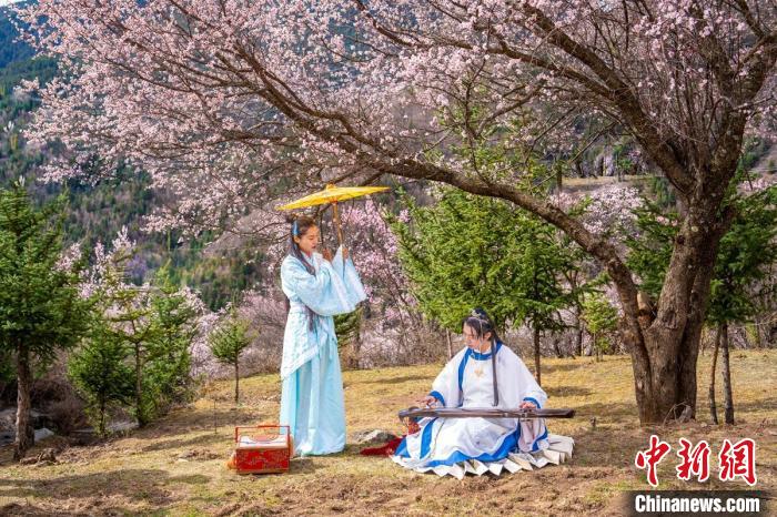 道孚杏花樹下的游客們?！√K銳 攝