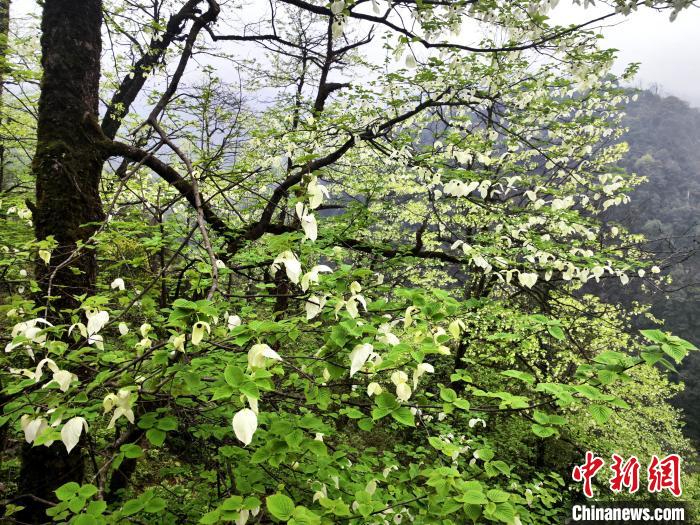 山谷兩側(cè)高大繁茂的珙桐樹?！螚?攝