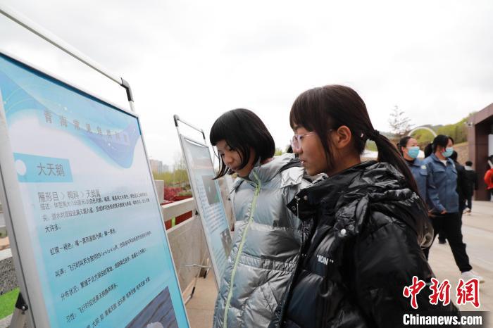 圖為學(xué)生通過展板了解青海常見鳥類?！●R銘言 攝