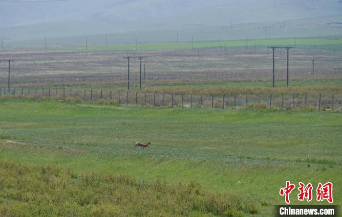 圖為一只普氏原羚在草場上奔跑?！●R銘言 攝