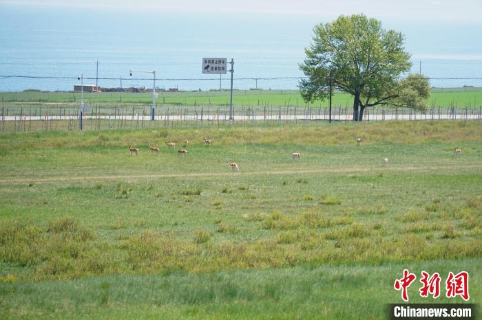 圖為成群普氏原羚在草場上愜意覓食，悠閑自在?！●R銘言 攝