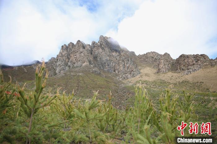 圖為拉薩南北山綠化工程拉薩曲水縣才納村5號(hào)片區(qū)。　貢確 攝