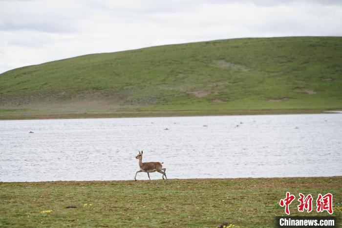圖為藏原羚在扎陵湖岸畔悠閑漫步?！●R銘言 攝