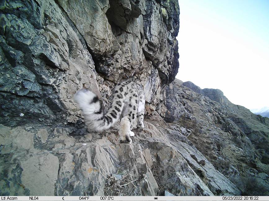 雪豹影像。山水自然保護中心供圖